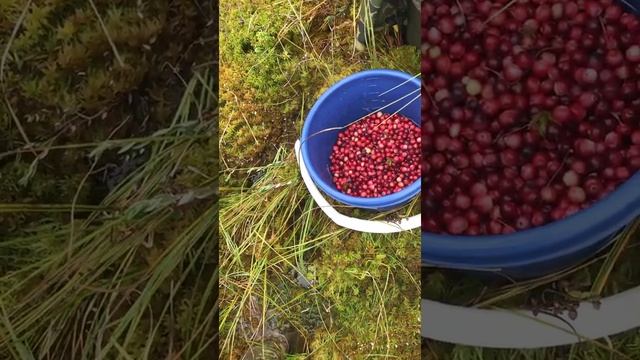 Клюква на болоте смотреть онлайн