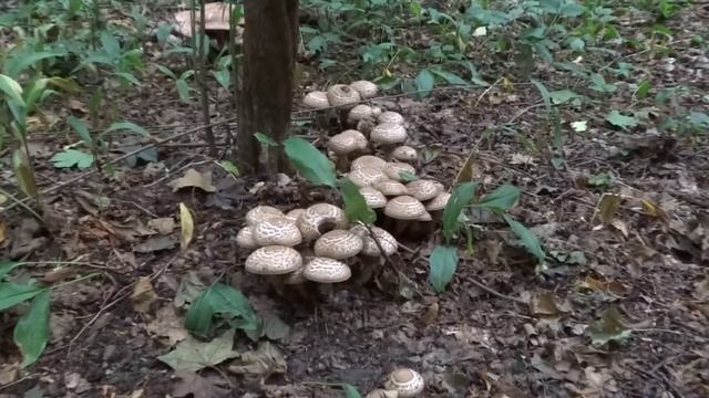 Invazia ciupercilor - agaricus bohusii смотреть онлайн