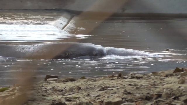 New Year's Day at Lucknow Zoo | Crocodile, Python, Macaw, Hippo смотреть онлайн