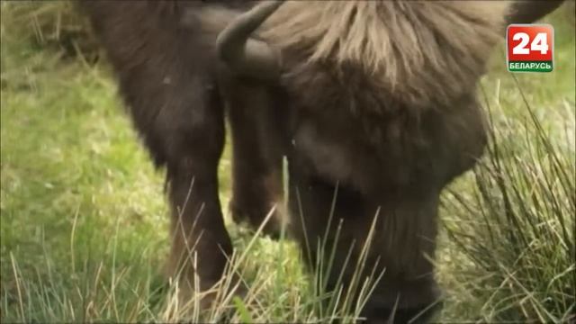 Беловежская пуща 5. Осторожно, зубр смотреть онлайн