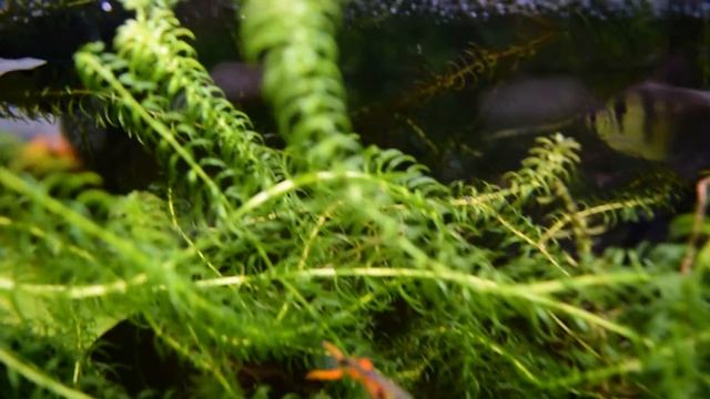 Nikon D3300 Video Test смотреть онлайн
