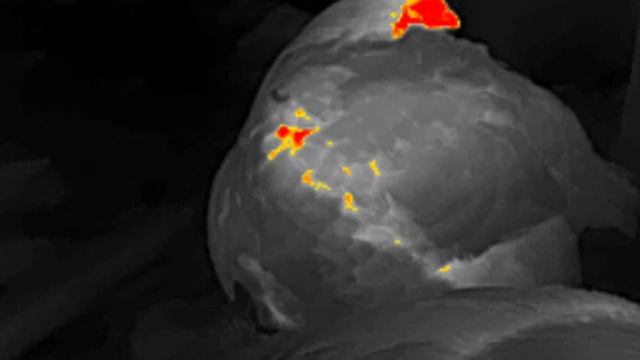 Xinfrared T2 Pro Thermal Addon For Android From Infiray. First Test Shoot. Predator Chickens