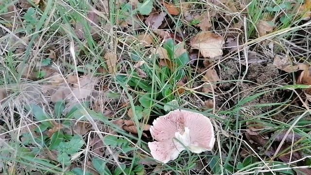 Ağulu Çayır mantarı, Sararan çayır mantarı, Agaricus moelleri, Inky mushroom, Dark scaled mushroom смотреть онлайн