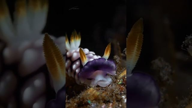 Красивый морской слизень смотреть онлайн