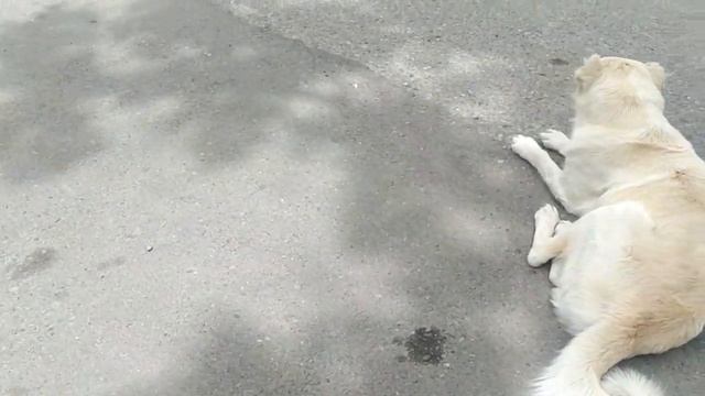 White guard of Uplistsikhe. / Белый охранник Уплисцихе. смотреть онлайн