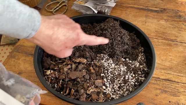 Separating and potting Pleione orchid bulbs смотреть онлайн