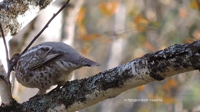 Универсальный, карманный манок. Эпизод 2.2: рябчик