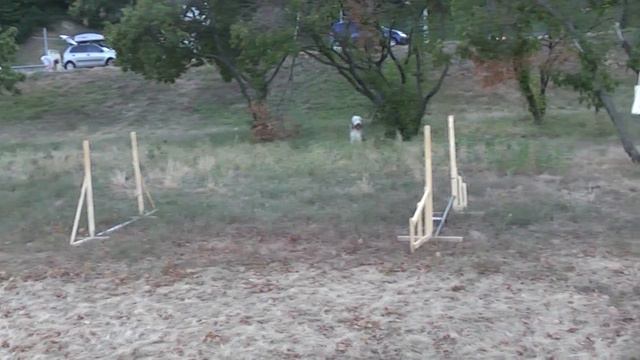 Agility traing with Dachshund puppy- part 2 смотреть онлайн