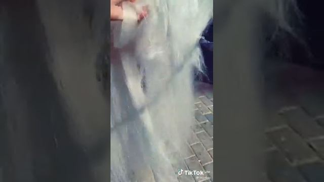 тинкер #лошади #породы #лошали_моя_стихия смотреть онлайн