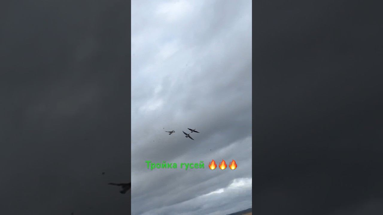✅ Налёт тройки гусей на профиля #охота #гусь смотреть онлайн