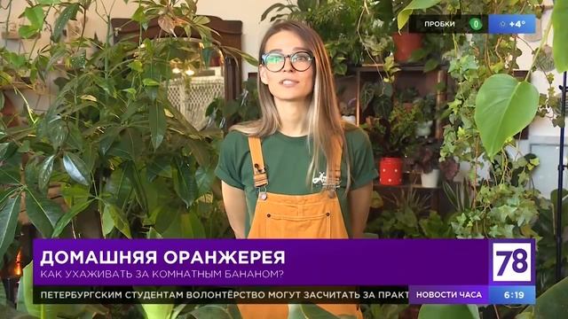 Как ухаживать за бананом в домашних условиях смотреть онлайн