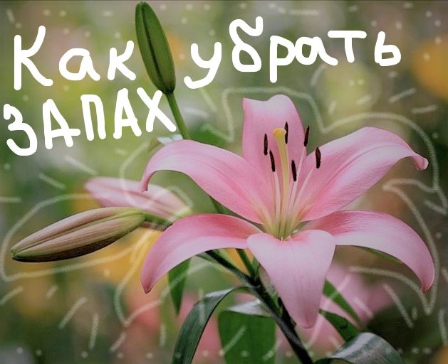 Лилии. Как избавится от запаха цветов лилии? Очень просто! смотреть онлайн