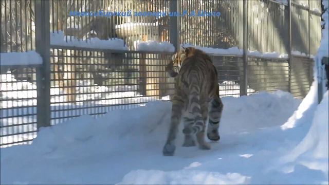 Амурские тигры Макс и Лапа чувствуют весну 21.02.2022 смотреть онлайн