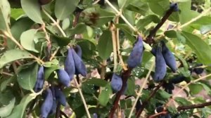 Жимолость Синий утёс. Новая форма 4-4-80