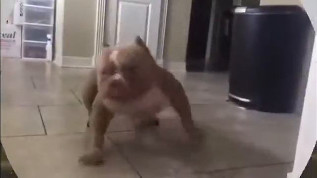 Лучший сборник GIF part2 смотреть онлайн