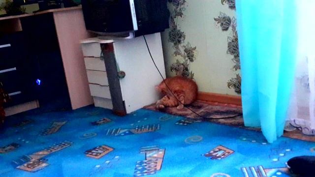 Расслабляющая музыка с милым котиком? смотреть онлайн