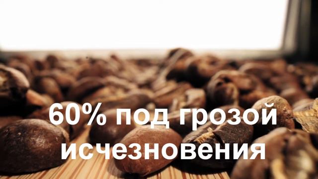 Изменение климата портит вкус кофе | TimonFix смотреть онлайн