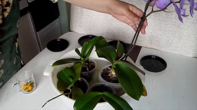 Как поливать ОРХИДЕИ смотреть онлайн