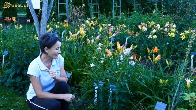 Mydlnica lekarska"Rosea Plena" zamiast mydła i szamponu? смотреть онлайн