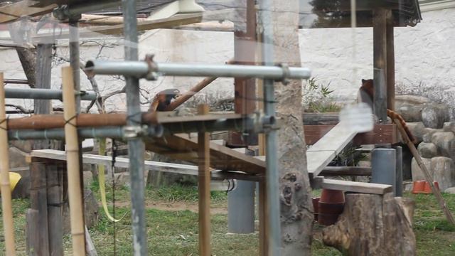 天王寺動物園の愉快なレッサーパンダ達 смотреть онлайн