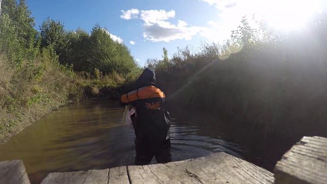 Вылов рыбы из пруда сетью в сентябре. Выращивание рыбы в своём пруду, результат. смотреть онлайн