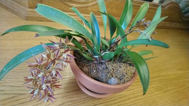 MACRADENIA MULTIFLORA 🥰