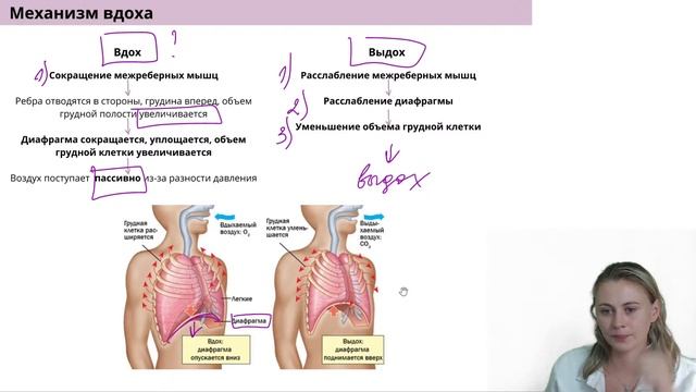 Дыхательная и выделительная системы | Летний курс | БиоФАК 2022 смотреть онлайн