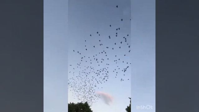 Первый раз прилетел в Москву , впечатления кинофильма