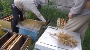 Быстрое расширение пасеки Формирование однорамочных отводков