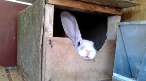 Кролиководство: Как сделать клетки для кроликов грамотно!