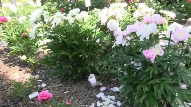 What's Happening at the Reinhardt Peony Garden -June 21, 2021 смотреть онлайн