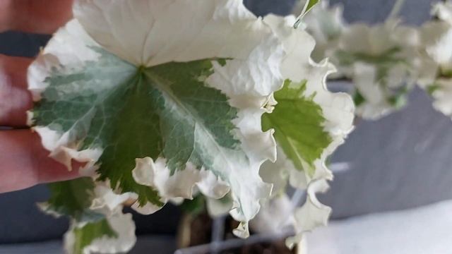 Раскудрявый плющ вариегатный. Отличный от других хедер