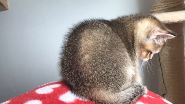 🧡😻🙀КОТЯТА ПРОСТО ПРЕЛЕСТЬ🤩🥰😺ЗОЛОТАЯ ШИНШИЛЛА🧡 смотреть онлайн