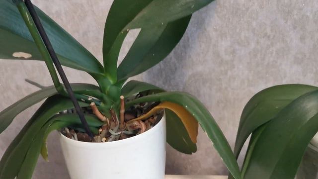 🌺Три орхидеи Дикий кот🌺 смотреть онлайн