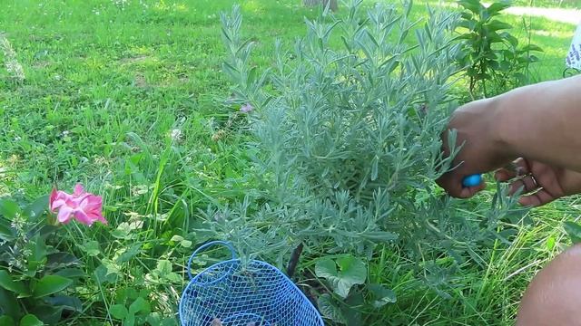 Deadheading our Spanish Lavender Tree смотреть онлайн