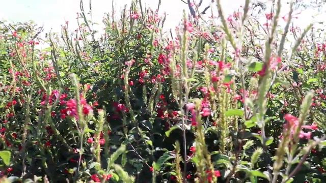 Flor Vermelha - Stachytarpheta Coccinea