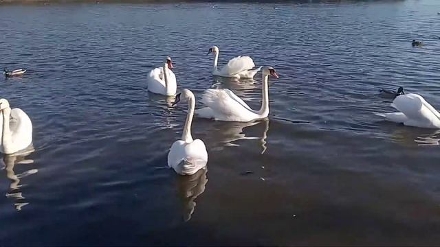 Юбилейное озеро. Гродно, Беларусь смотреть онлайн