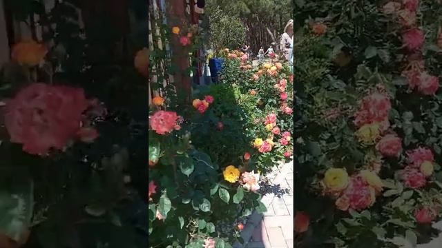 Геленджик. Самая красивая скамеечка. Здесь пахнет мятой и розы. Вид на море очень красивый баллов смотреть онлайн