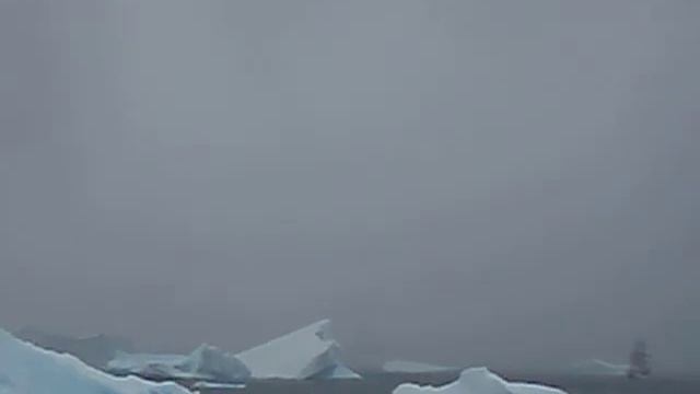 gentoo penguins at a rookery смотреть онлайн