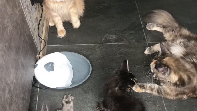 Мейн-куны и фонтанчик! Не только интересная игрушка, но и профилактика МКБ! смотреть онлайн