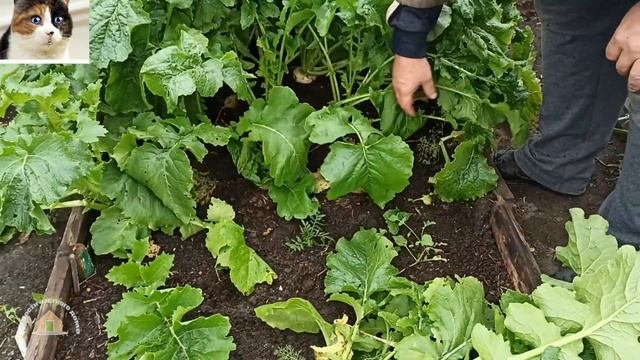 Лучший сорт репы Кормилица описание и отзыв