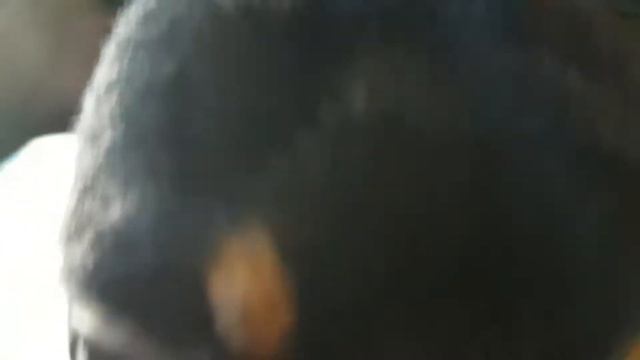 Тайная жизнь животные джери учит уроки смотреть онлайн