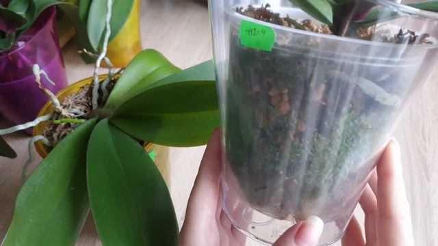 Как мне удалось разбудить замерший цветонос... смотреть онлайн