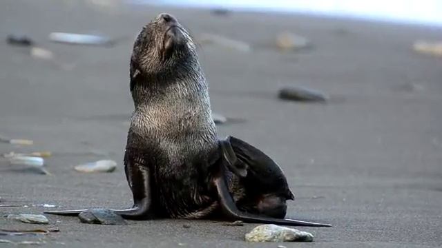 Морской котик на побережье бухты Чажма смотреть онлайн