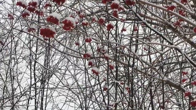 Советы НАШИХ БАБУШЕК. Как Правильно ГОТОВИТЬ СЫРОЕ ВАРЕНЬЕ С МЕДОМ ИЗ КАЛИНЫ На Зиму @Ksenia29568 смотреть онлайн