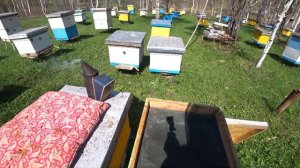 Вывод ранних маток.  Матководство 2020