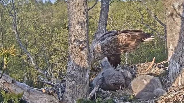 Osis attransportē uz ligzdu zuti,Bosei nenāk ne prātā dalīties ar sīci. 2018.05.20 смотреть онлайн