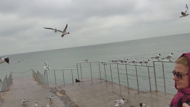 кормление лебедей в санаторий Полтава Крым смотреть онлайн