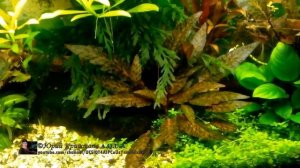 Влияние Удобрений на рост Растений в Аквариуме. Наглядный пример на Криптокорине Нури