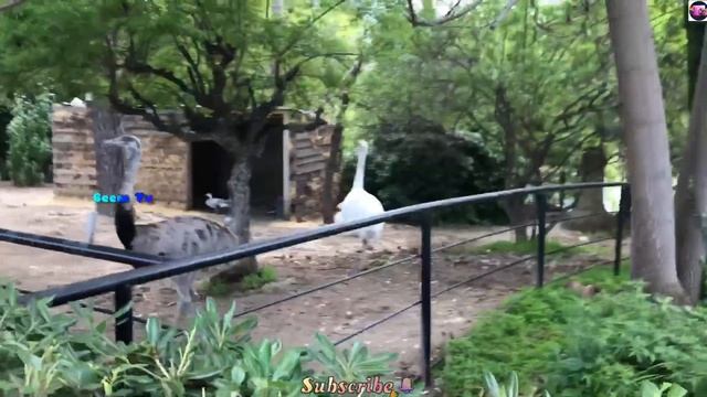Animals Park Phoenix in Nice ?? France смотреть онлайн
